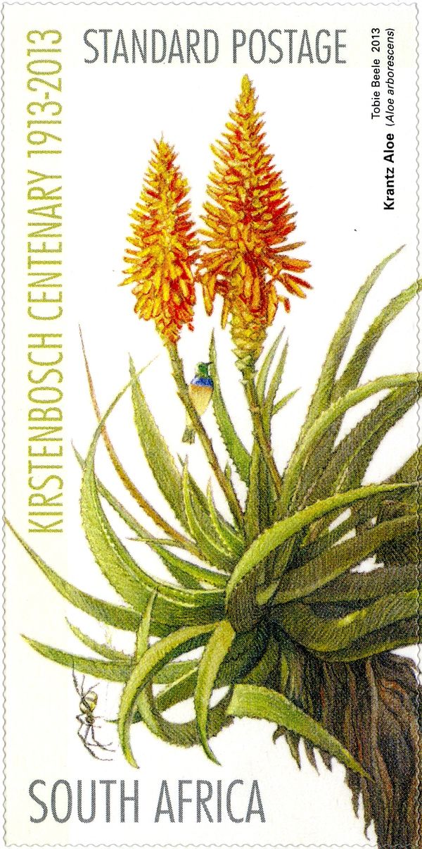 Kantz Aloe (Aloe arborescens)