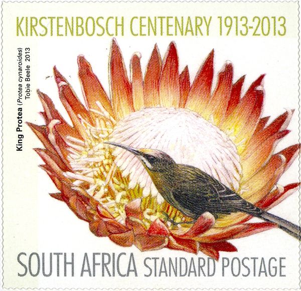 King Protea (Protea cynaroides)