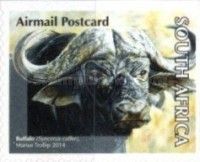 African Buffalo (Syncerus caffer)
