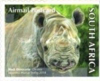 Black Rhinoceros (Diceros bicornis)
