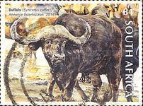 African Buffalo (Syncerus caffer)