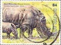 Black Rhinoceros (Diceros bicornis)