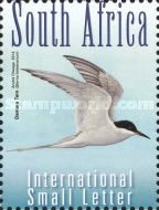 Damara Tern (Sterna balaenarum)
