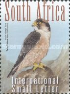 Taita Falcon (Falco fasciinucha)