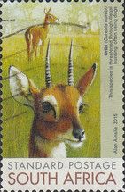 Oribi (Ourebia ourebi)