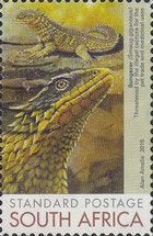 Sungazer (Smaug giganteus)