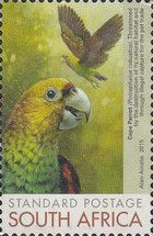 Cape Parrot (Poicephalus robustus)