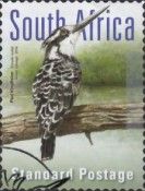 Pied Kingfisher (Ceryle rudis)