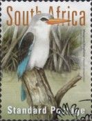 Mangrove Kingfisher (Halcyon senegaloides)