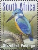 Half-collared Kingfisher (Alcedo semitorquata)
