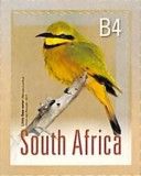 Little Bee-eater (Merops pusillus)