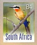 White-fronted Bee-eater (Merops bullockoides)