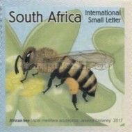 African Honey Bee (Apis mellifera scutellata)