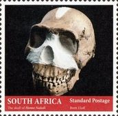 Homa naledi