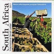 Harvesting grapes