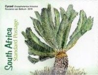 Cycad (Encephalortos hirsutus)