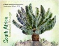Cycad (Encephalortos inopinus)