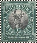 Springbok (Antidorcas marsupialis)