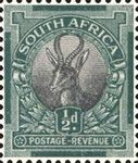 Springbok (Antidorcas marsupialis)