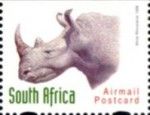 White Rhinoceros (Ceratotherium simum)