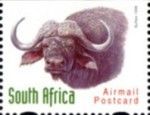 African Buffalo (Syncerus caffer)
