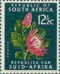 Protea (Protea cynaroides), redrawn