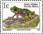 Rose's Ghost Frog (Heleophryne rosei)