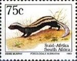African Striped Weasel (Poecilogale albinucha) - Latin