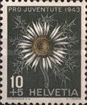 Silver Thistle (Carlina acaulis)