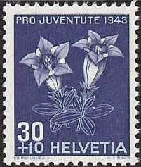 Clusius' Gentian (Gentiana clusii)