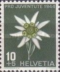 Edelweiss (Leontopodium alpinum)