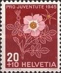 Alpine Rose (Rosa pendulina syn Rosa alpina)