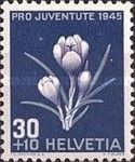 Dutch Crocus (Crocus neapolitanus)