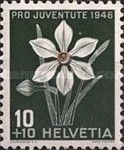 Pheasant's Eye (Narcissus poeticus)