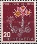 Sempervivum (Sempervivum montanum)
