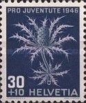 Alpine Sea Holly (Eryngium alpinum)