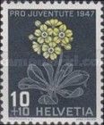 Auricula/Mountain Cowslip (Primula auricula)