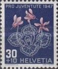 Alpine Cyclamen (Cyclamen purpurascens)