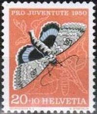 Blue Underwing (Catocala fraxini)
