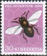 European Honey Bee (Apis mellifera)
