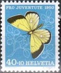Moorland Clouded Yellow (Colias palaeno)