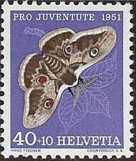 Large Emperor Moth (Saturnia pyri)