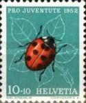 Seven-spotted Ladybug (Coccinella septempunctata)
