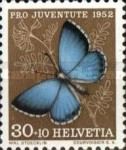 Silver-studded Blue (Plebejus argus)