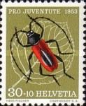 Longhorn Beetle (Purpuricenus kaehleri)
