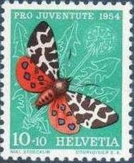 Garden Tiger Moth (Arctia caja)
