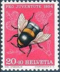 Buff-tailed Bumblebee (Bombus terrestris)