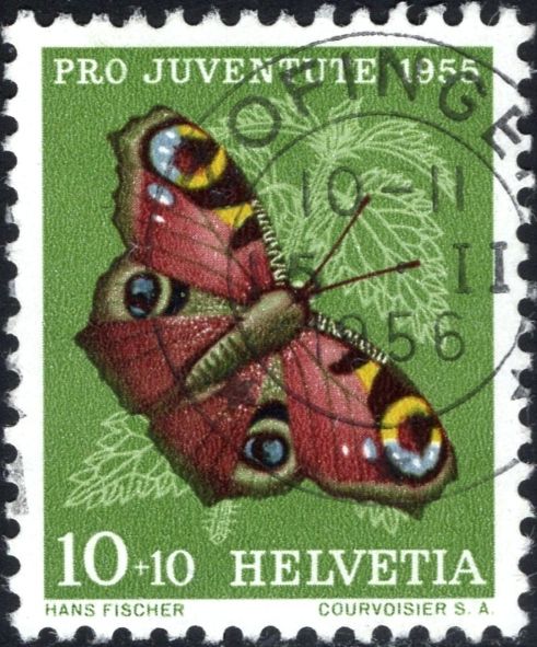 European peacock (Aglais io)