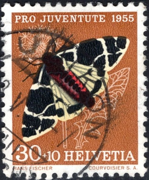 Yellow Tiger Moth (Arctia flavia)