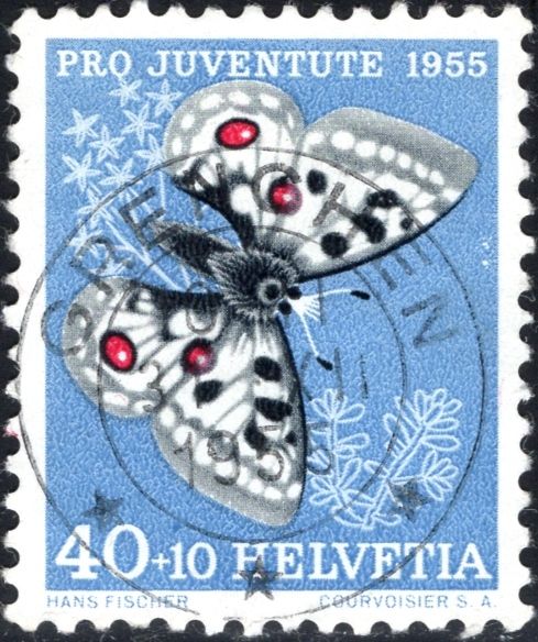 Apollo (Parnassius apollo)